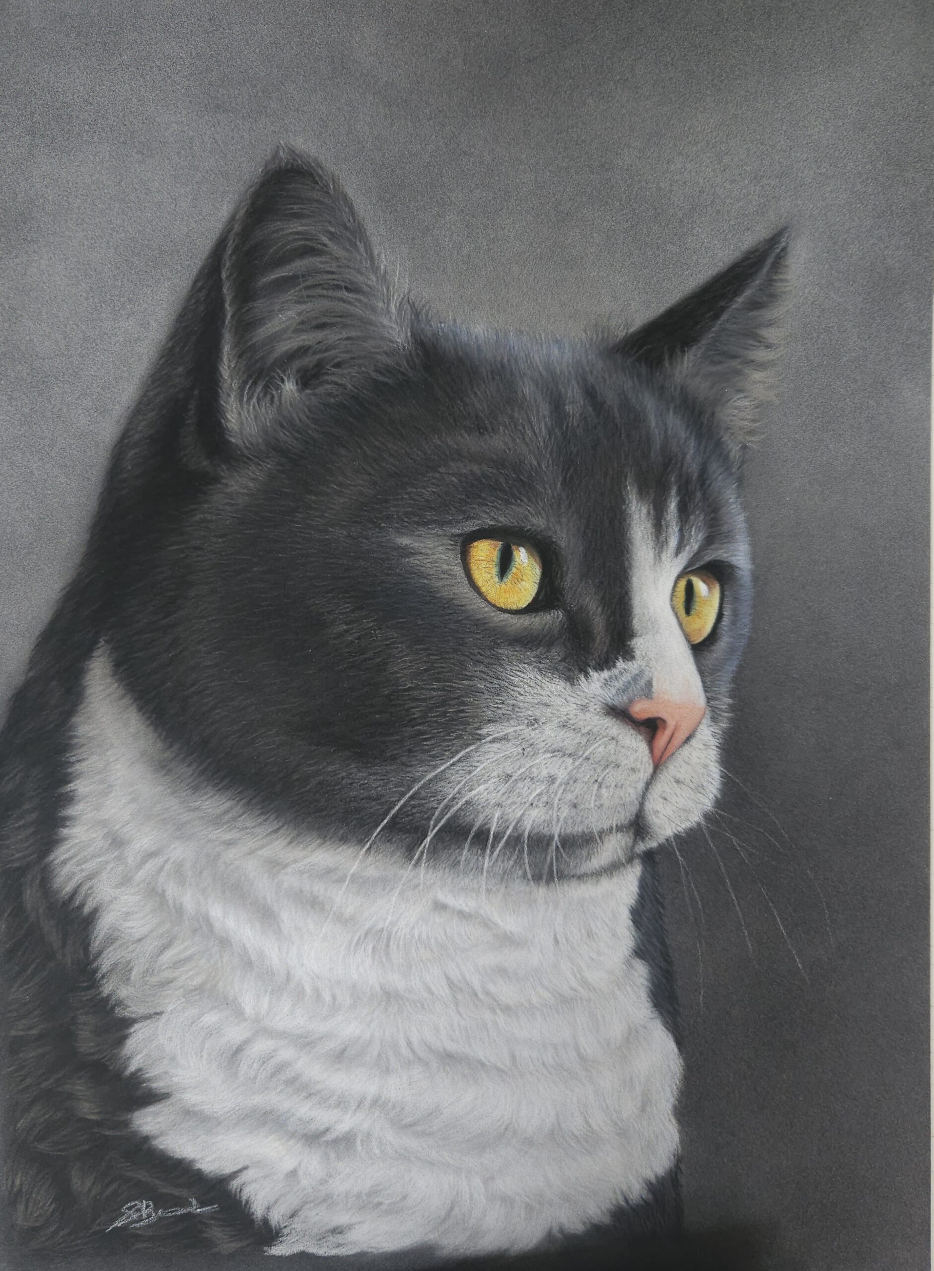 Hand-drawn grey and white cat pastel portrait by UK pet portrait artist Sharon Brooks